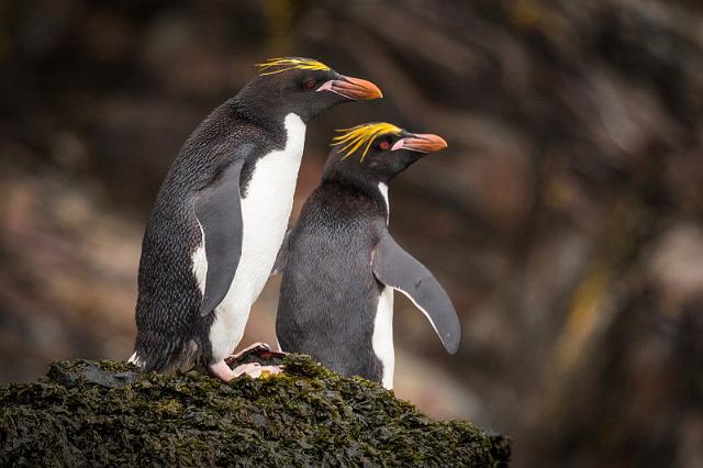 053 Zuid-Georgie, Hercules Bay, macaronipinguins.jpg